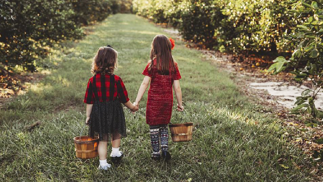 Two young girls holding hands, walking through orange groves