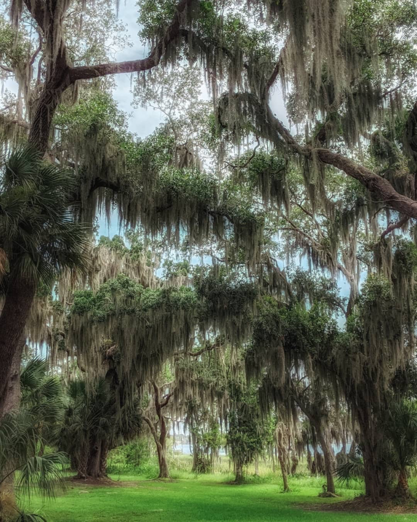 Canopy of Live Oak trees with spanish moss hanging from the branches.