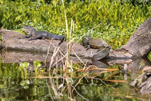 A baby alligator shares a fallen tree log with several turtles.