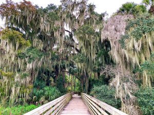 Photo of a boardwalk trail in a tropical setting, located in Mount Dora, Florida.