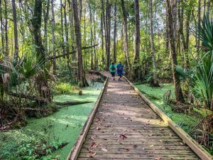 Two people are walking in the distance on a boardwalk at Flat Island Preserve.