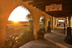 The sun shines over the trees and through an archway at the Lakeridge Winery.