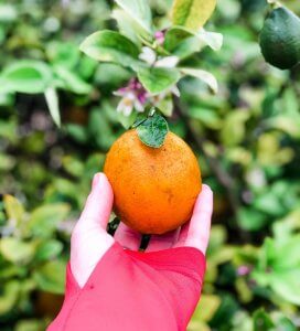 hand holding orange in front of leaves
